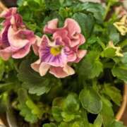 ヒメ日記 2026/01/17 08:02 投稿 千里(ちさと) PLUS梅田店