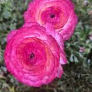 ヒメ日記 2026/01/18 09:02 投稿 千里(ちさと) PLUS梅田店