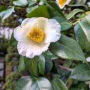 ヒメ日記 2026/01/24 09:35 投稿 千里(ちさと) PLUS梅田店