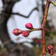 ヒメ日記 2026/01/26 13:32 投稿 千里(ちさと) PLUS梅田店