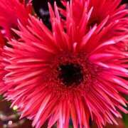 ヒメ日記 2026/01/26 20:22 投稿 千里(ちさと) PLUS梅田店