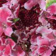 ヒメ日記 2026/02/01 00:02 投稿 千里(ちさと) PLUS梅田店