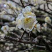 ヒメ日記 2026/02/08 15:45 投稿 千里(ちさと) PLUS梅田店