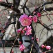 ヒメ日記 2026/02/14 12:22 投稿 千里(ちさと) PLUS梅田店