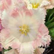 ヒメ日記 2026/02/15 11:54 投稿 千里(ちさと) PLUS梅田店