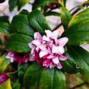 ヒメ日記 2026/02/26 11:02 投稿 千里(ちさと) PLUS梅田店