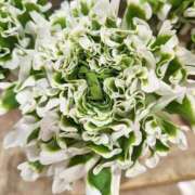 ヒメ日記 2026/03/01 00:12 投稿 千里(ちさと) PLUS梅田店