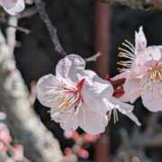 ヒメ日記 2026/03/01 16:52 投稿 千里(ちさと) PLUS梅田店