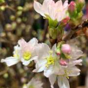 ヒメ日記 2026/03/04 19:32 投稿 千里(ちさと) PLUS梅田店