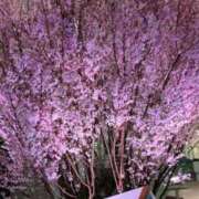 ヒメ日記 2026/03/07 00:22 投稿 千里(ちさと) PLUS梅田店