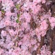 ヒメ日記 2026/03/12 12:02 投稿 千里(ちさと) PLUS梅田店