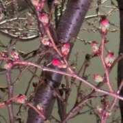 ヒメ日記 2026/03/14 20:02 投稿 千里(ちさと) PLUS梅田店