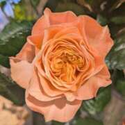 ヒメ日記 2026/03/17 00:23 投稿 千里(ちさと) PLUS梅田店