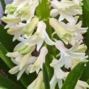 ヒメ日記 2026/03/17 08:02 投稿 千里(ちさと) PLUS梅田店