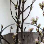 ヒメ日記 2026/03/17 10:58 投稿 千里(ちさと) PLUS梅田店