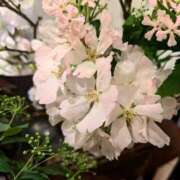 ヒメ日記 2026/03/20 06:22 投稿 千里(ちさと) PLUS梅田店