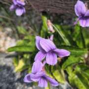 ヒメ日記 2026/03/30 13:22 投稿 千里(ちさと) PLUS梅田店