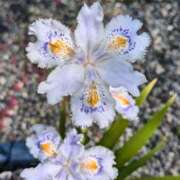 ヒメ日記 2026/03/31 09:22 投稿 千里(ちさと) PLUS梅田店