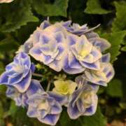 ヒメ日記 2026/04/01 13:52 投稿 千里(ちさと) PLUS梅田店