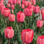 ヒメ日記 2026/04/02 07:22 投稿 千里(ちさと) PLUS梅田店