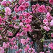 ヒメ日記 2026/04/04 11:13 投稿 千里(ちさと) PLUS梅田店