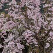 ヒメ日記 2026/04/05 10:22 投稿 千里(ちさと) PLUS梅田店