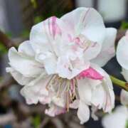 ヒメ日記 2026/04/06 00:02 投稿 千里(ちさと) PLUS梅田店