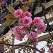 ヒメ日記 2026/04/06 09:22 投稿 千里(ちさと) PLUS梅田店