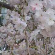 ヒメ日記 2026/04/06 09:42 投稿 千里(ちさと) PLUS梅田店