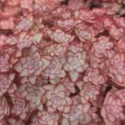 ヒメ日記 2026/04/07 14:42 投稿 千里(ちさと) PLUS梅田店