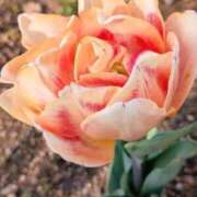 ヒメ日記 2026/04/08 16:42 投稿 千里(ちさと) PLUS梅田店