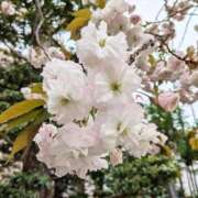 ヒメ日記 2026/04/09 11:02 投稿 千里(ちさと) PLUS梅田店