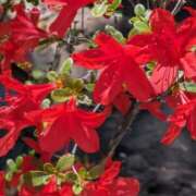 ヒメ日記 2026/04/13 01:32 投稿 千里(ちさと) PLUS梅田店