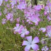 ヒメ日記 2026/04/14 17:42 投稿 千里(ちさと) PLUS梅田店