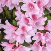 ヒメ日記 2026/04/24 12:02 投稿 千里(ちさと) PLUS梅田店