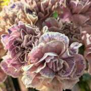 ヒメ日記 2026/04/27 13:42 投稿 千里(ちさと) PLUS梅田店