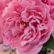 ヒメ日記 2026/05/15 11:22 投稿 千里(ちさと) PLUS梅田店