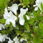 ヒメ日記 2025/07/20 14:30 投稿 まき Second Love（セカンドラブ）