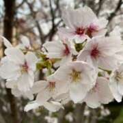 ヒメ日記 2026/04/01 09:48 投稿 雪村　さなみ エテルナ京都