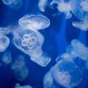 ヒメ日記 2025/07/30 09:46 投稿 橋本かおり ABC 岩手ソープ