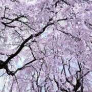 ヒメ日記 2026/04/15 22:46 投稿 橋本かおり ABC 岩手ソープ