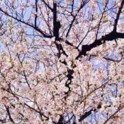 ヒメ日記 2026/04/13 12:02 投稿 ちまき★人妻KISS★ 人妻kiss