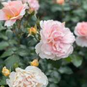 ヒメ日記 2025/06/20 12:48 投稿 真白結衣 札幌ソフィア