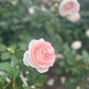 真白結衣 気持ちいい 札幌ソフィア