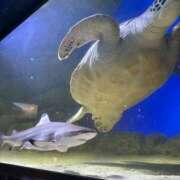 ヒメ日記 2025/01/03 05:52 投稿 まゆこ ル・モンド(福原)