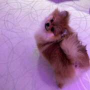 ヒメ日記 2025/01/11 12:19 投稿 きりん ミラクル☆ハニー