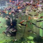 ヒメ日記 2025/03/27 20:45 投稿 内田　めぐ しこたま奥様 札幌店