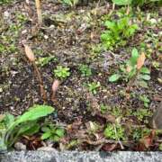 ヒメ日記 2025/04/21 17:55 投稿 内田　めぐ しこたま奥様 札幌店