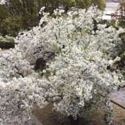 ヒメ日記 2026/03/31 13:07 投稿 えりこ 完熟ばなな神戸・三宮店