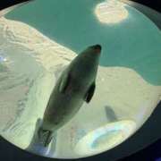 ヒメ日記 2026/01/31 19:06 投稿 #保育士#週末#奪い合う GOOD-グッド-